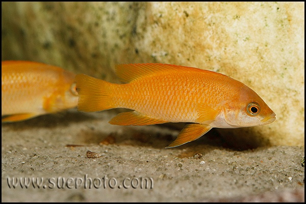 Neolamprologus mustax 'Mbita Island'